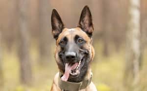 El pastor belga malinois es considerado actualmente el perro más inteligente del mundo.