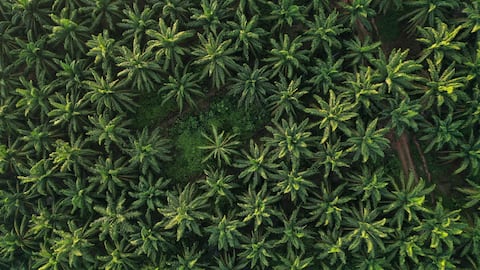 Cultivo de palma de aceite.
