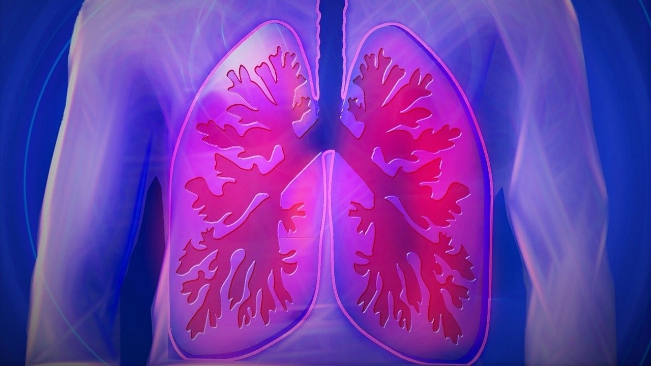 Pulmones