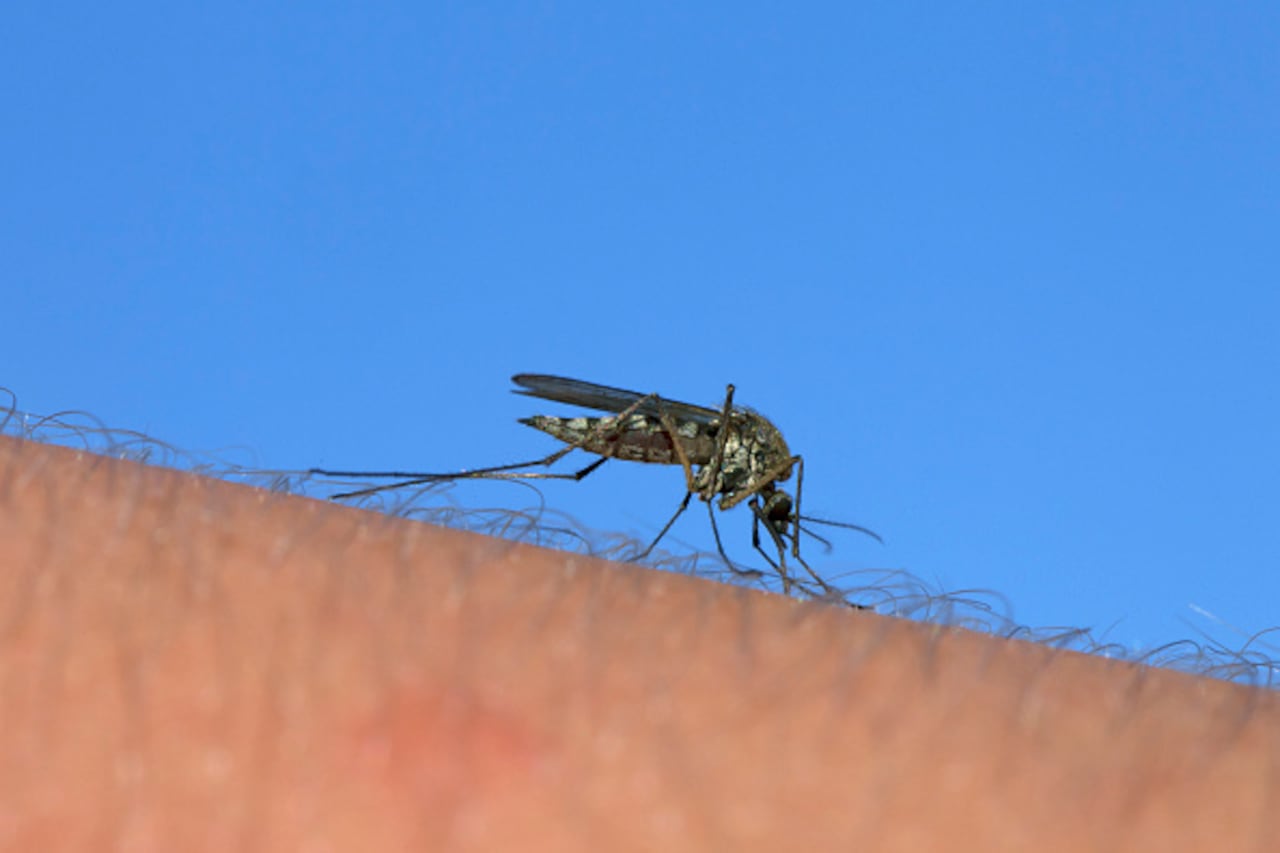 El virus del Oropouche se transmite mediante la picadura de mosquitos.