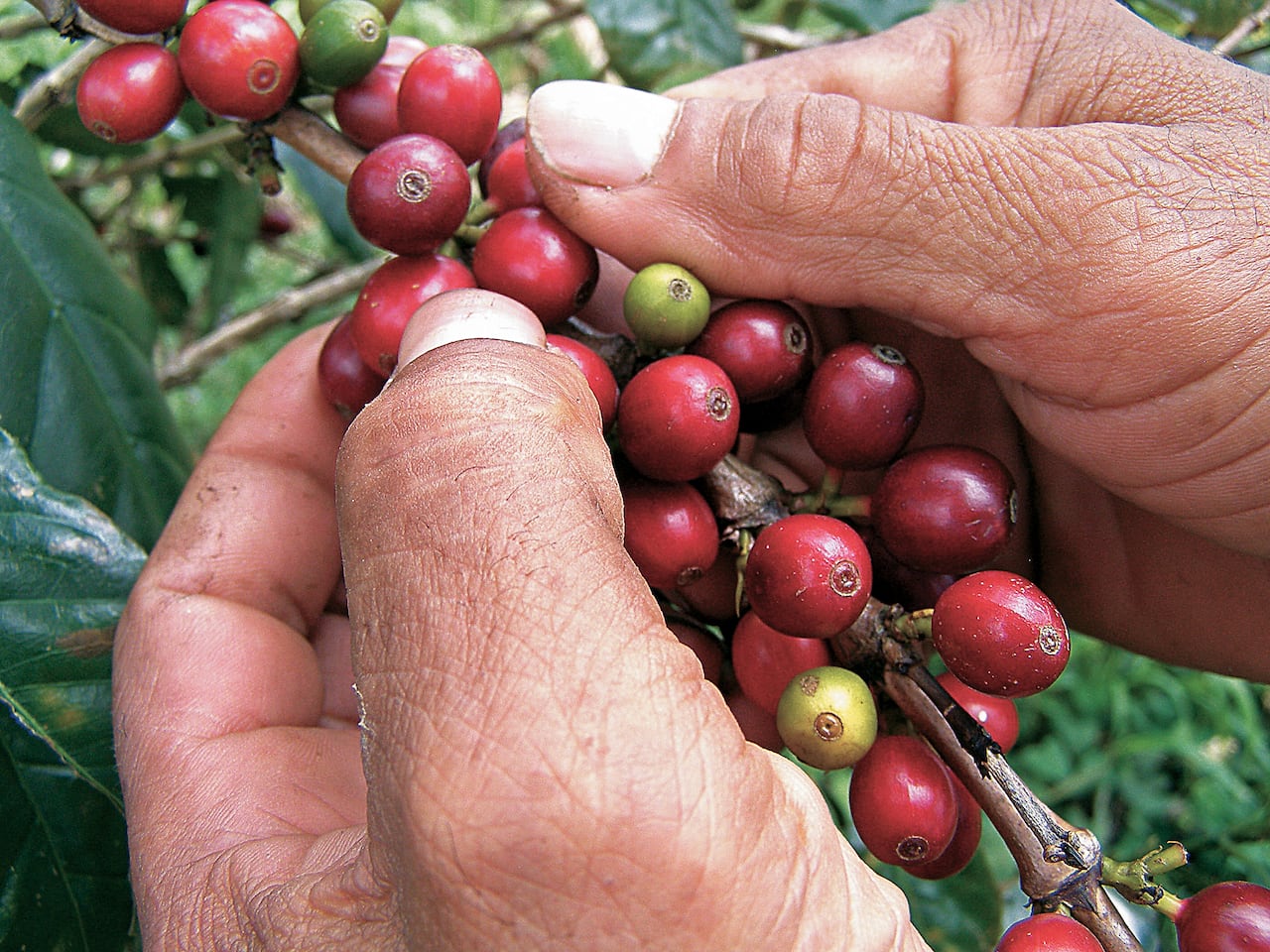 Cerca de 548.000 familias cultivan café en 603 municipios de 23 de los 32 departamentos del país.