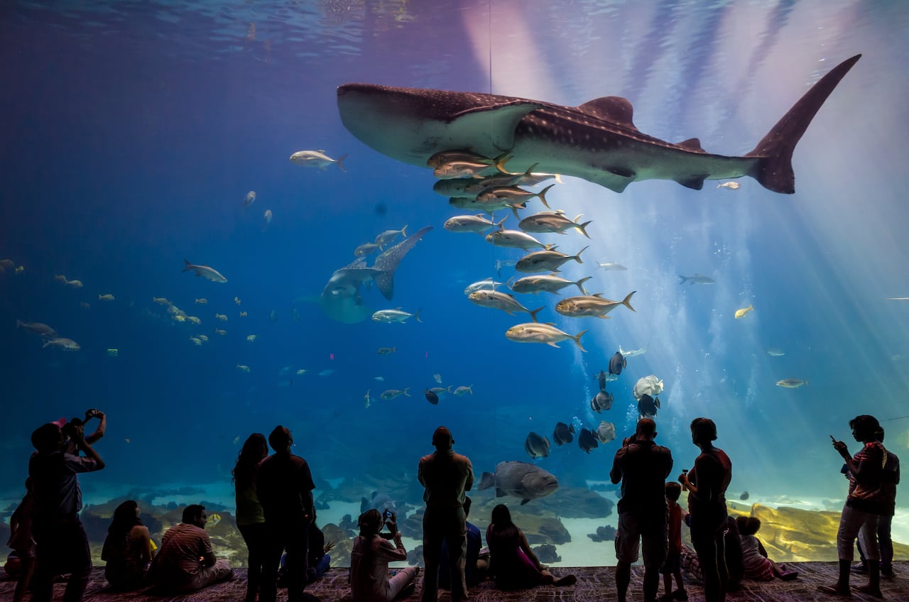 Georgia Aquarium, en Atlanta, Georgia,