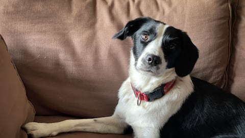 Perro