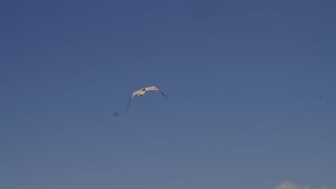 Una gaviota volando sobre las playas de Aruba. (Foto: Juan Manuel Vargas).