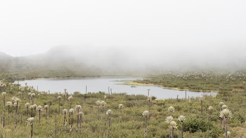 ¿En qué lugares puedo acampar cerca de Bogotá?