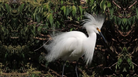 Biodiversidad